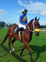 Barbados-HorseRacing9-7-1213