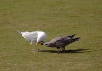 ScarboroughCricketGround-SeagullsFeeding1-23-0824