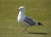 ScarboroughCricketGround-Seagull1-24-0824