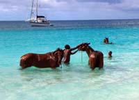 Barbados-HorseRacing17-8-1213